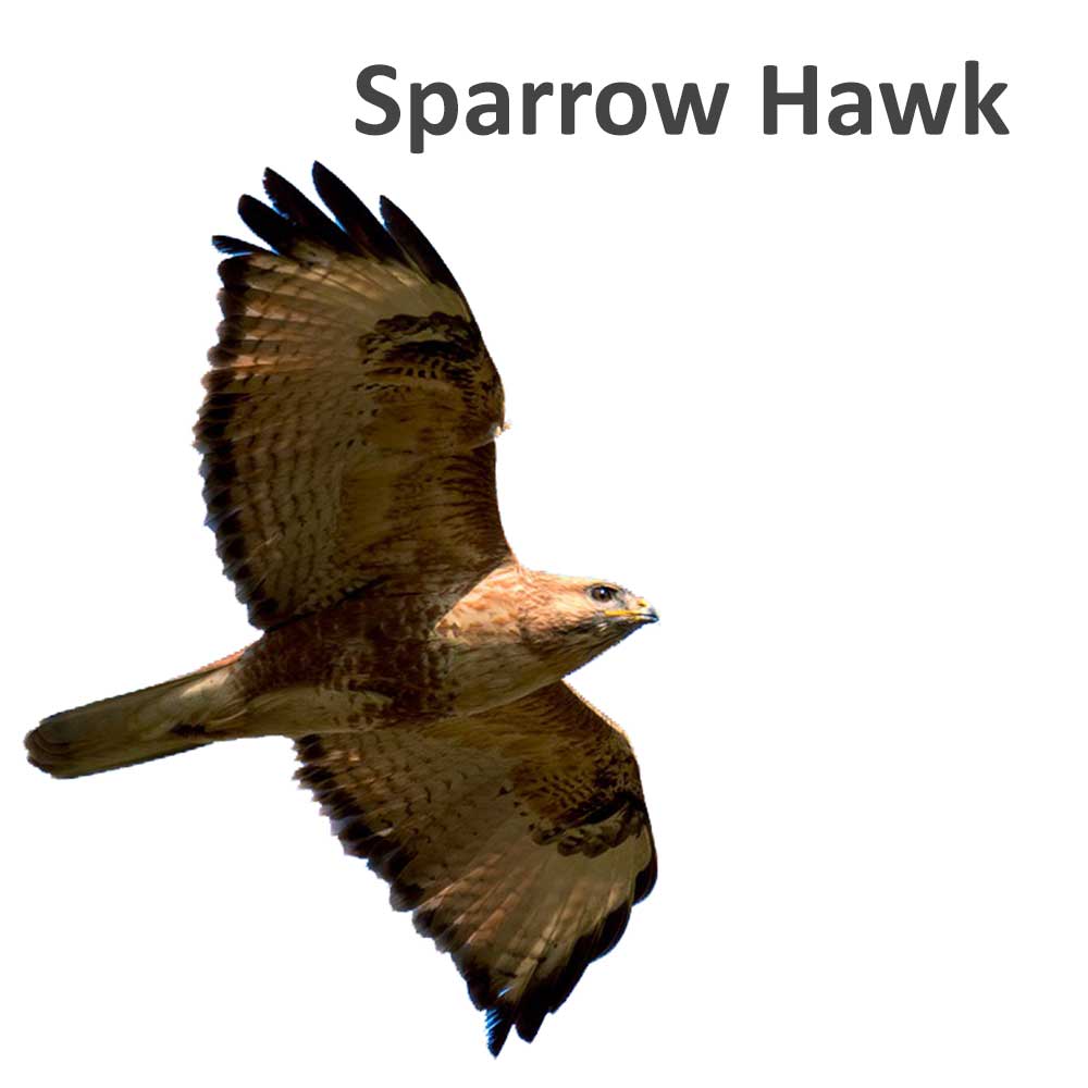 Sparrow Hawk