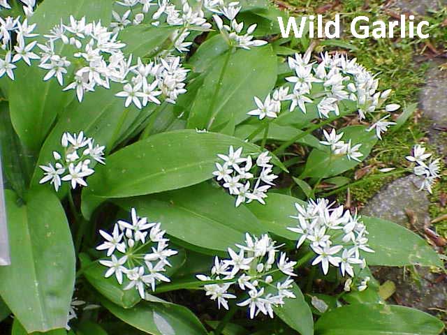 Wild Garlic